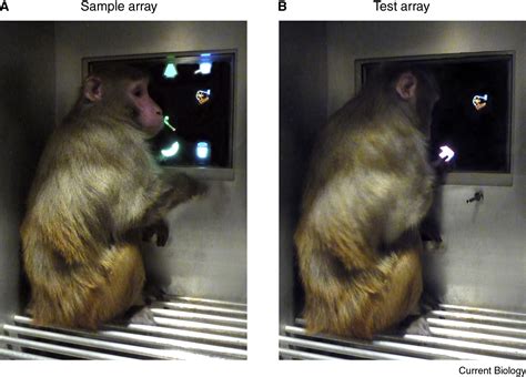 memory slots compared to human body|Comparative Cognition: Comparing Human and Monkey Memory.